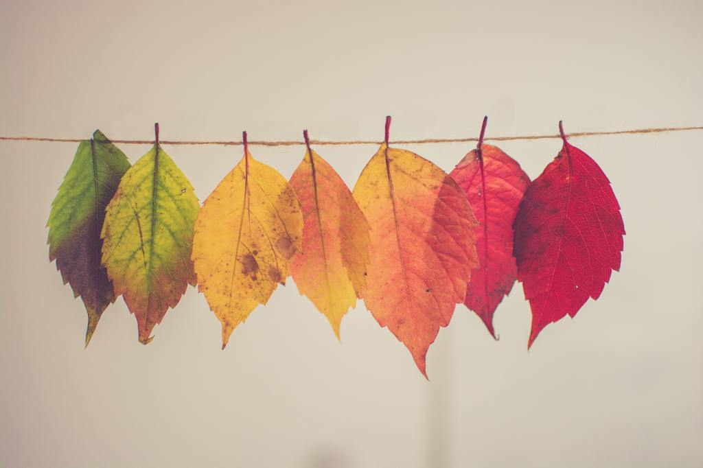 Thanksgiving Crafts for Kids