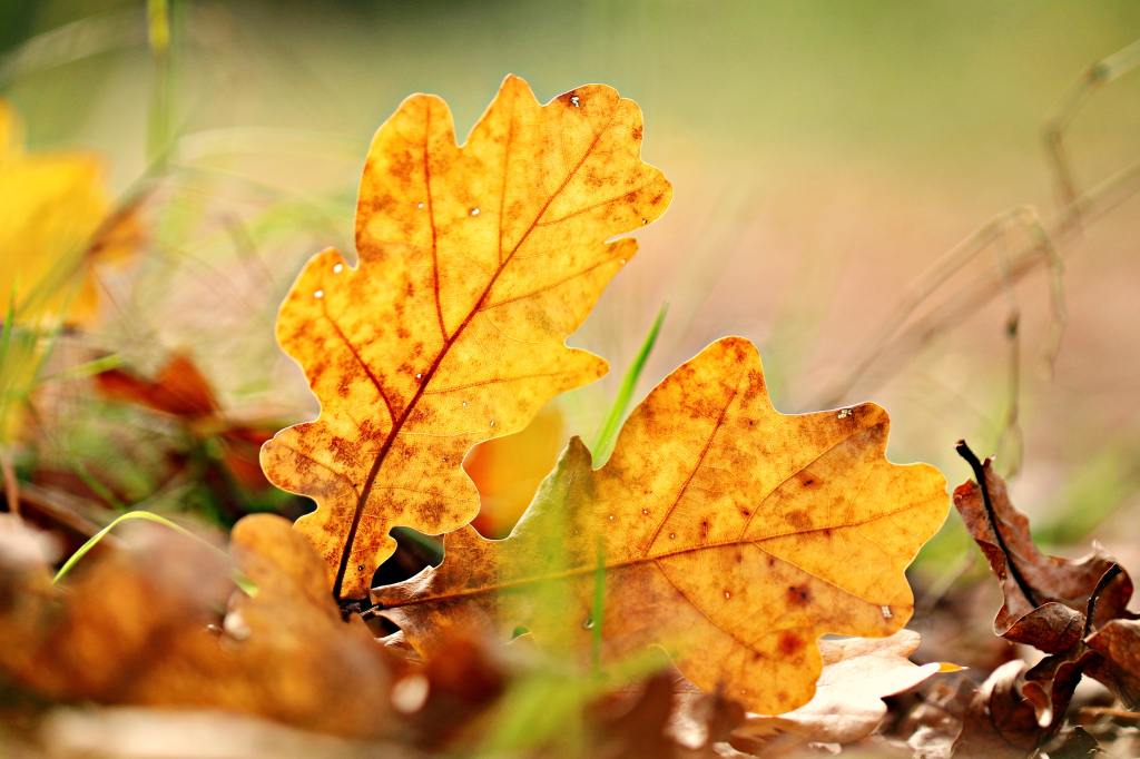 Fall Leaves Art Projects